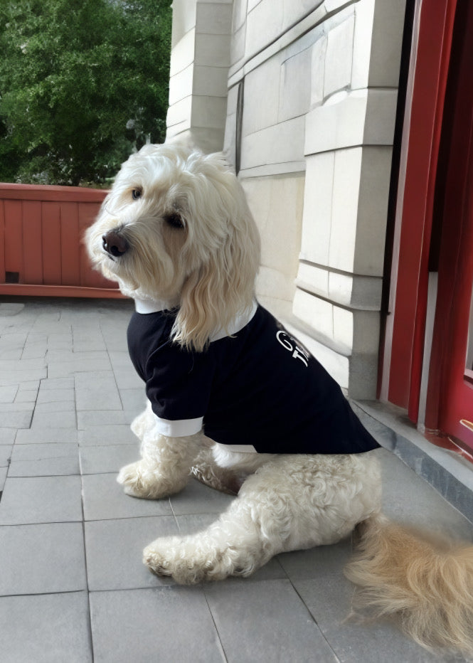 White dog wearing a black shirt sitting on a tiled porch.